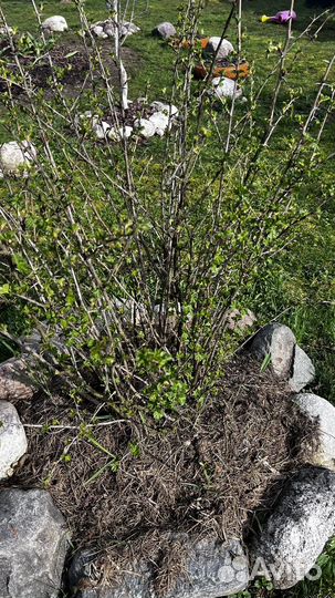 Кусты черной смородины взлослые