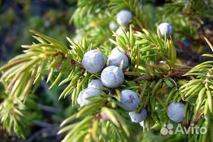 Можжевельник Блю Эрроу с шишкоягодами без переплат