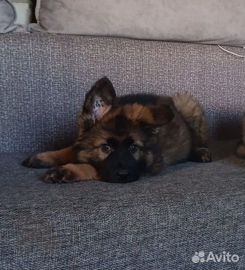 Щенки немецкой овчарки