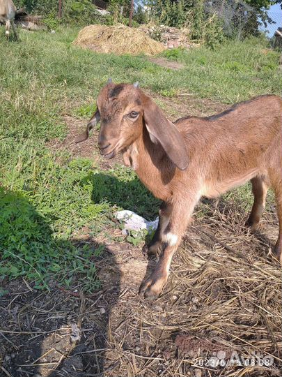 Продаются козлики