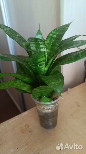 Домашние растения