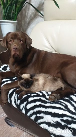 Кобель лабрадора вязка город Усть -Кут