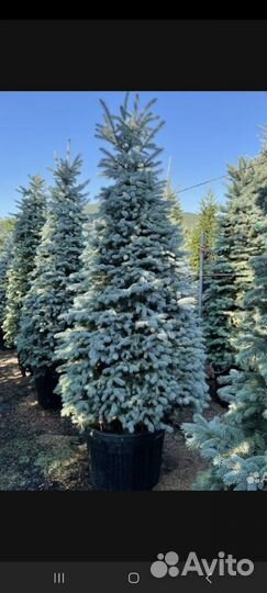Ель голубая