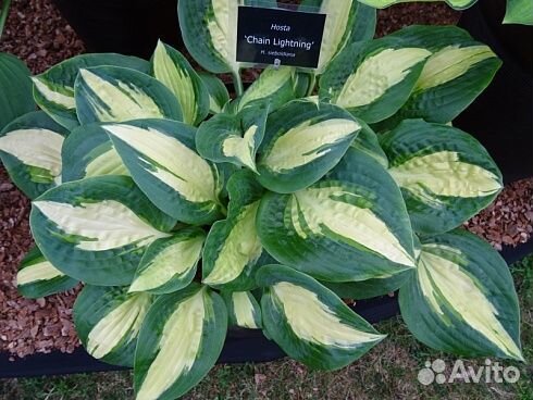 Хосты разные