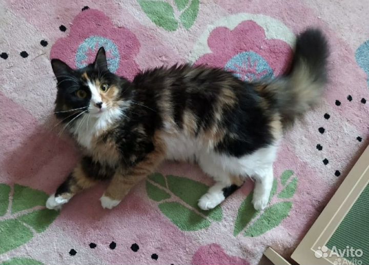 Трехцветная красотка в поисках дома