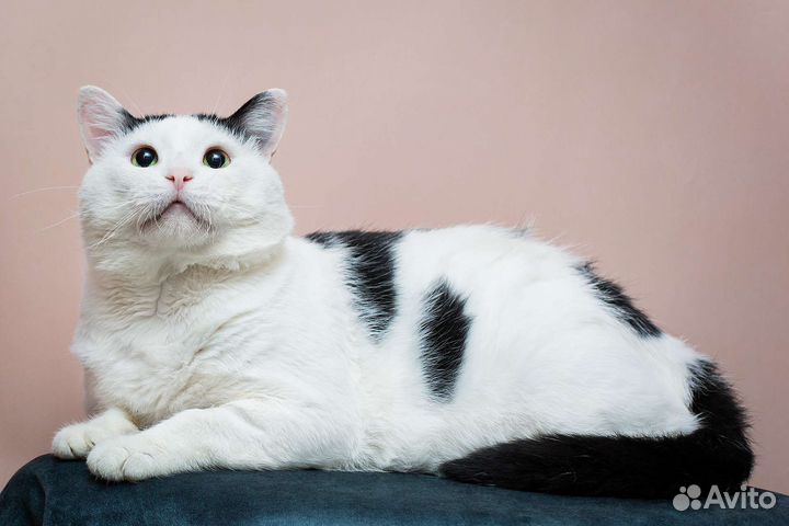 Кот Улыбака. Мужчина в самом расцвете сил