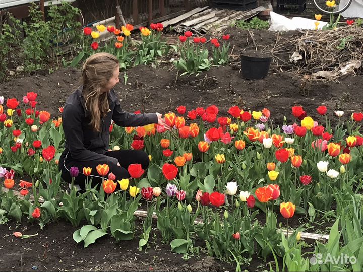 Луковицы сортовых тюльпанов