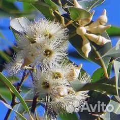 Семена эвкалипта
