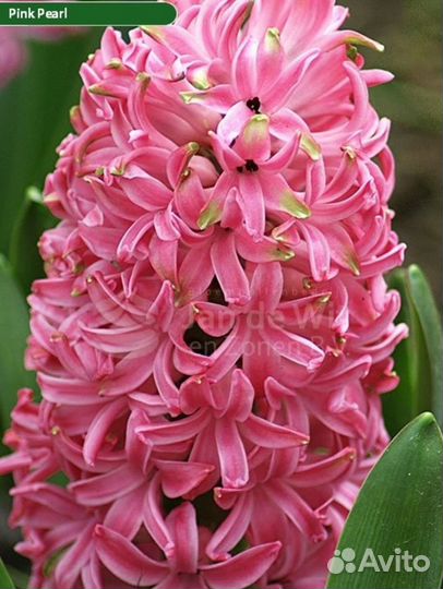 Набор луковиц гиацинта