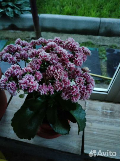 Коланхой Розалинда