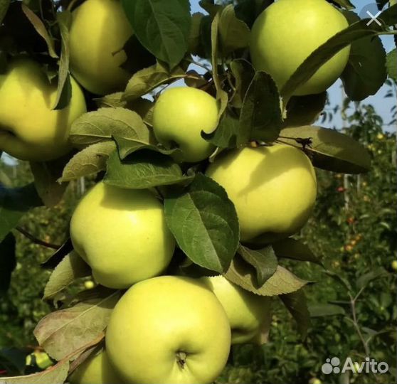 Яблоки с дерева