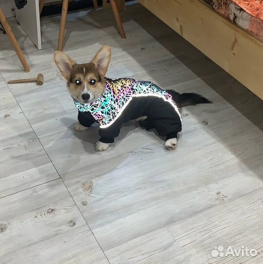 Комбинезон для собаки корги