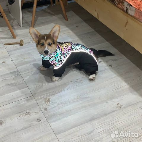 Комбинезон для собаки корги