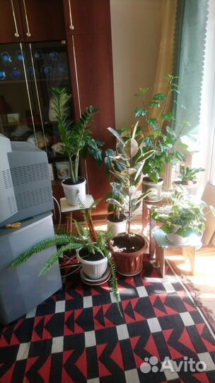 Комнатные цветы