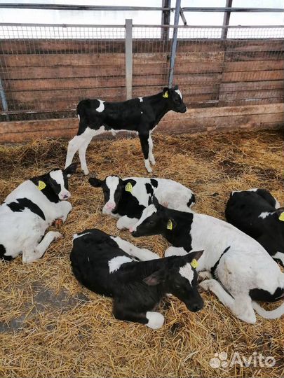 Бычки и телки