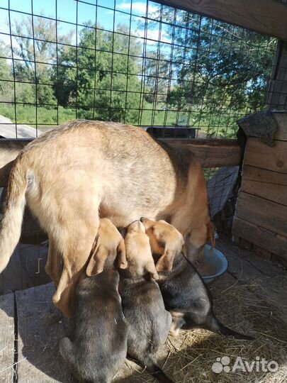 Щенки русской гончей