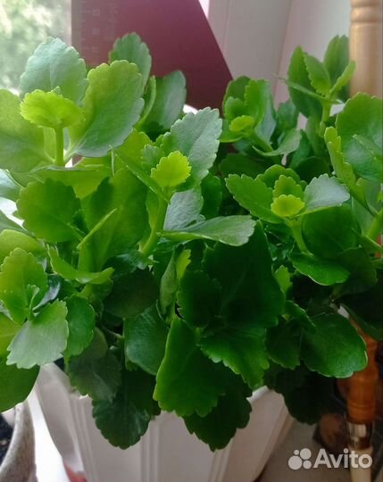 Каланхоэ цветущий,розебудные пеларгонии