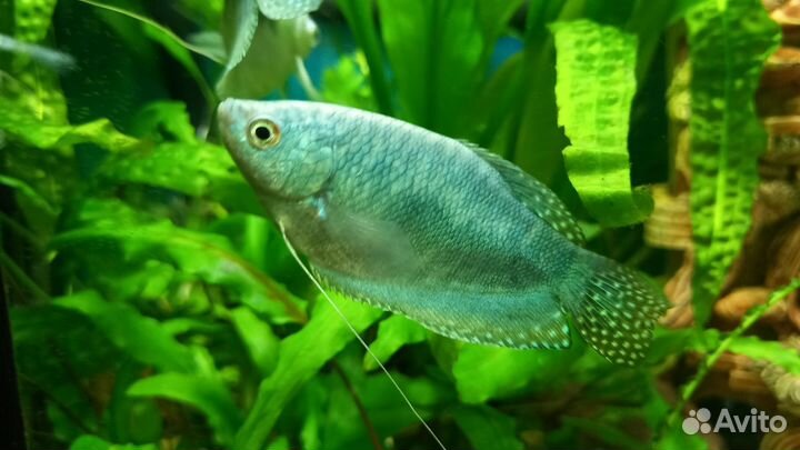 Рыбки и улитки