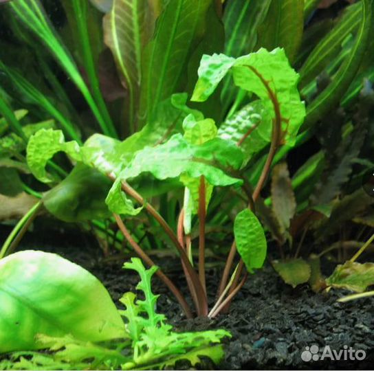 Аквариумные растения