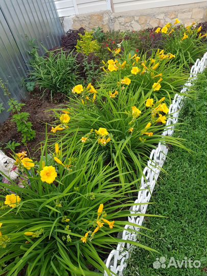 Лилейники сортовые Стелла де Оро