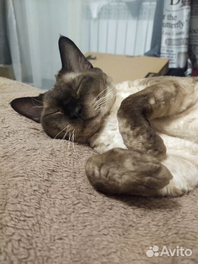 Девон-рекс вязка