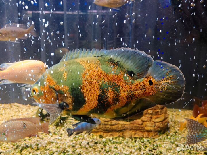 Астронотусы пара тигровые