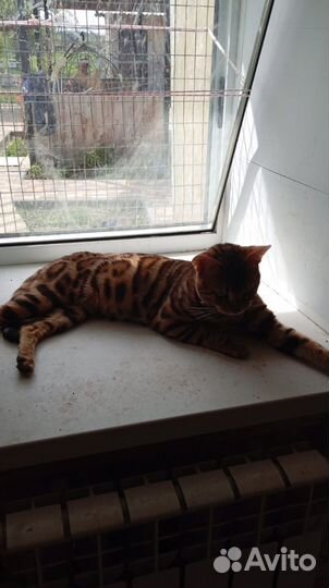 Бенгальская