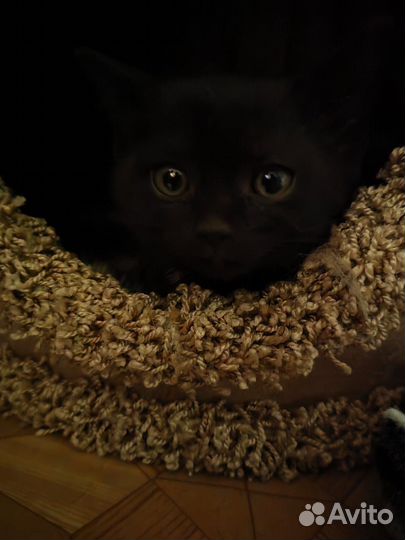 Черный котенок