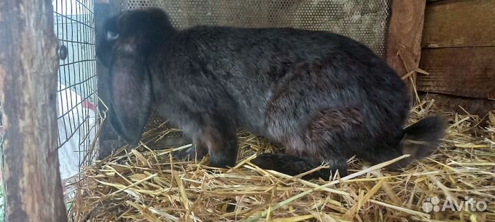 Французкий баран