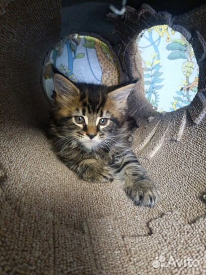 Котята мейн-куна