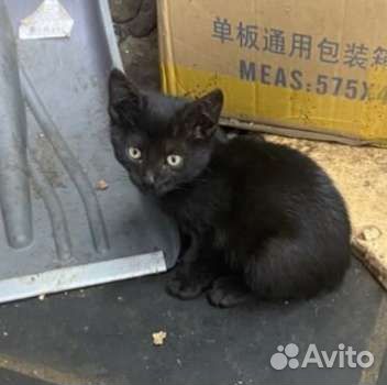 Милейший котенок
