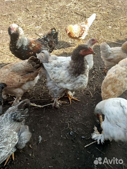 Утки, петушки