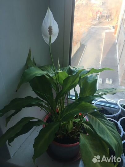 Цветы комнатные разные