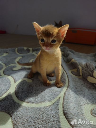 Абиссинские котята