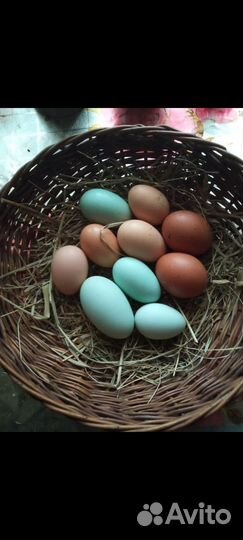Инкубационное яйцо кур