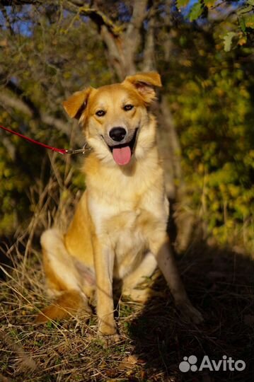 Собака Рыжуля