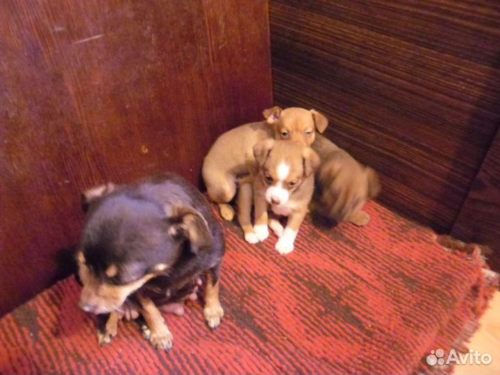 Той-терьер щенки