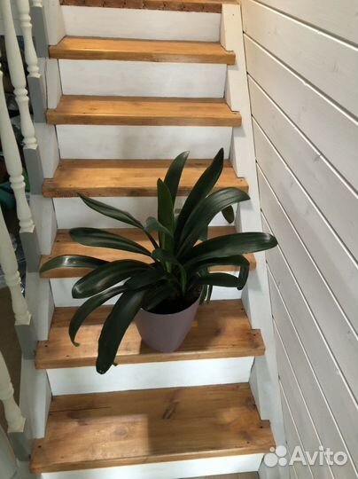 Комнатные цветы кливия