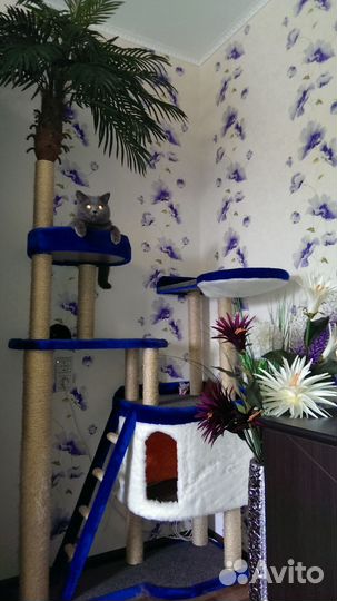 Котодом