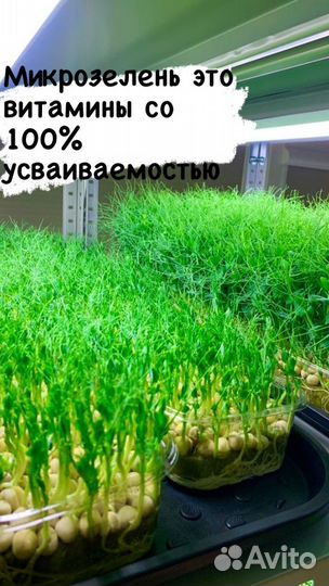 Микрозелень