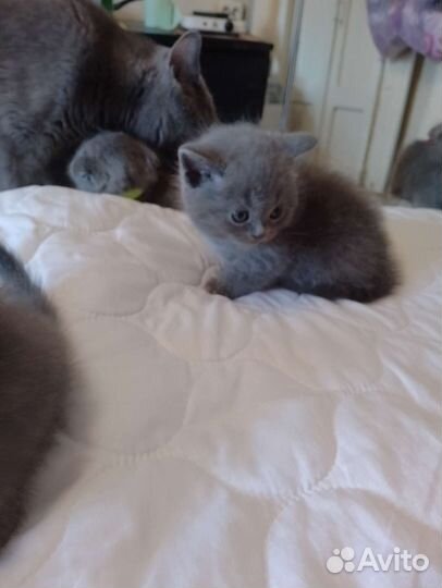 Шотландские вислоухие котята