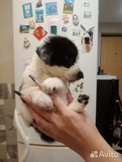 Щенок в добрые руки