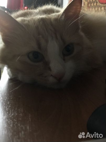 Кошка в дар бесплатно
