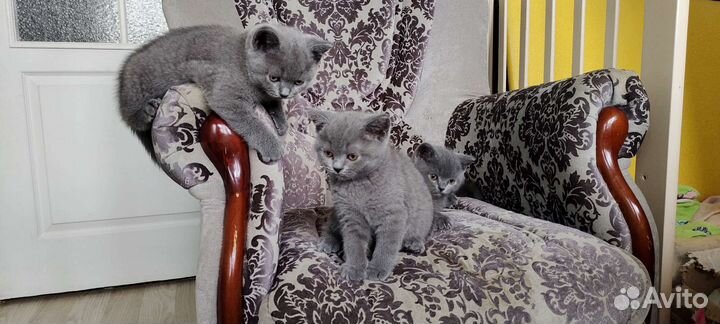 Британские котята