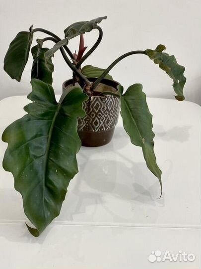 Филодендрон плуто