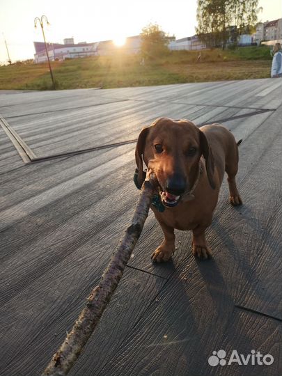 Вязка такса