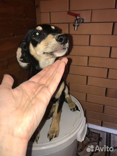 Щенок в добрые руки бесплатно