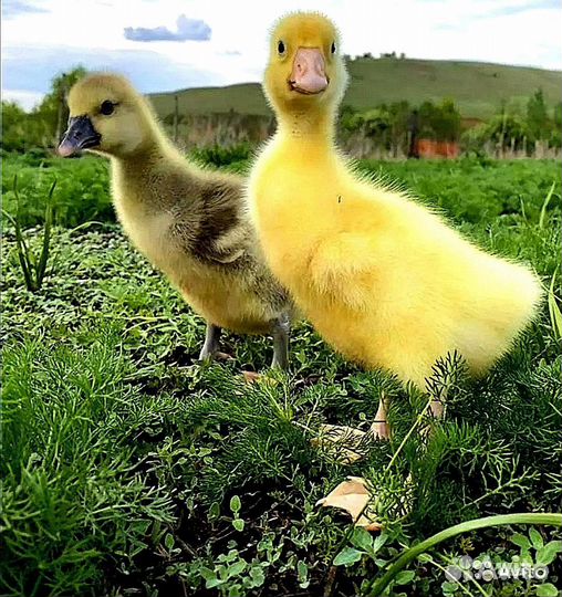 Гусята линда