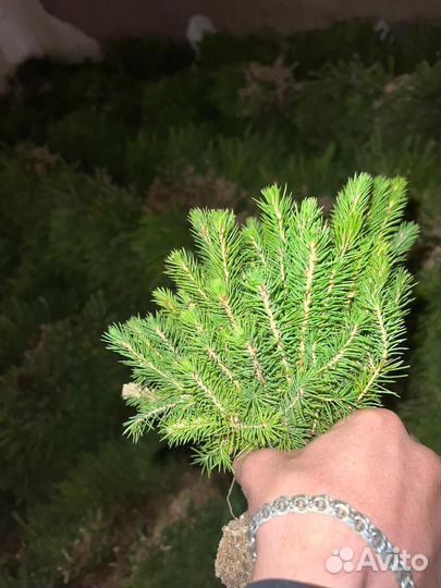 Саженцы ели зкс