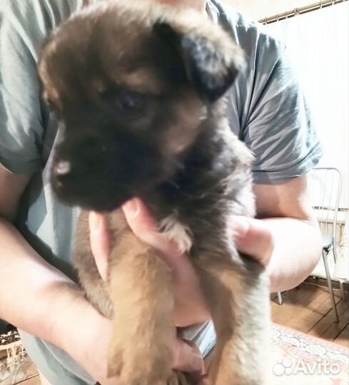 Продам щенков